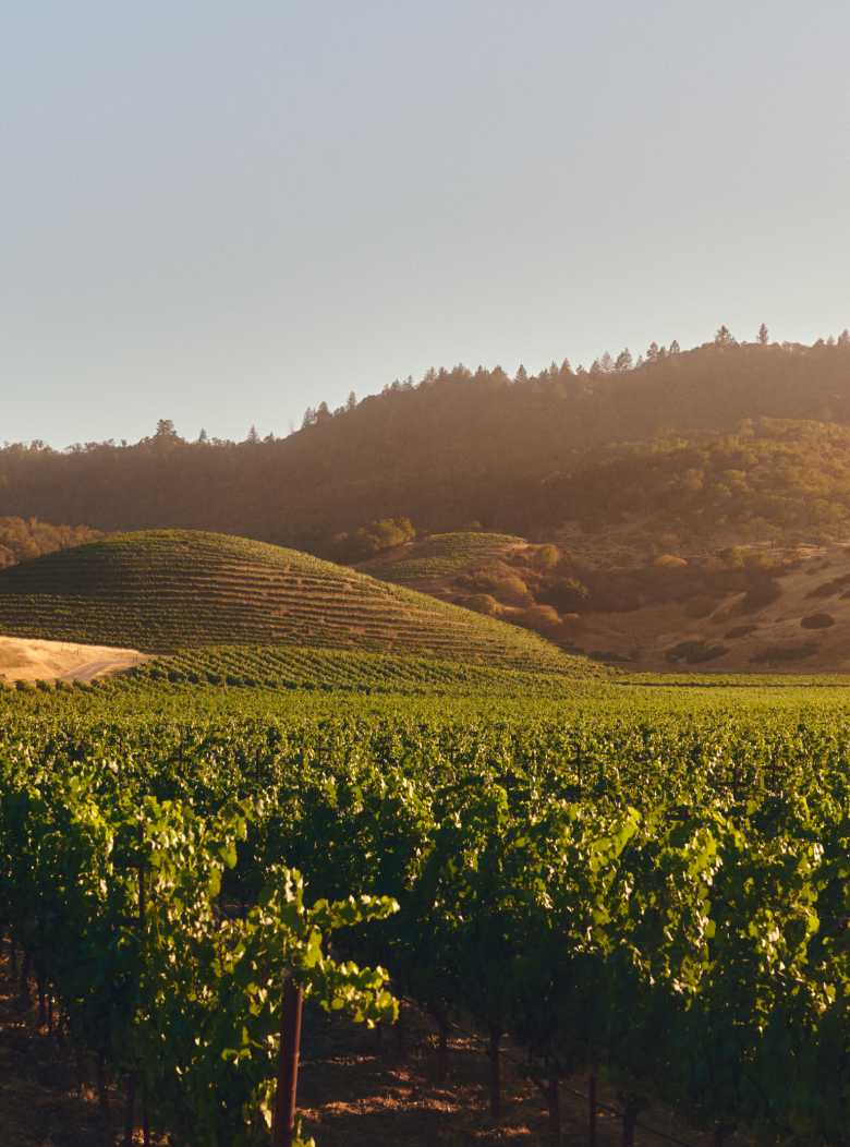 A picturesque vineyard landscape under a soft, golden light, with rows of vibrant green grapevines stretching towards rolling hills. In the background, a distinctive conical hill covered in vineyards stands out, embodying the natural beauty and terroir where CHANDON wines are cultivated.