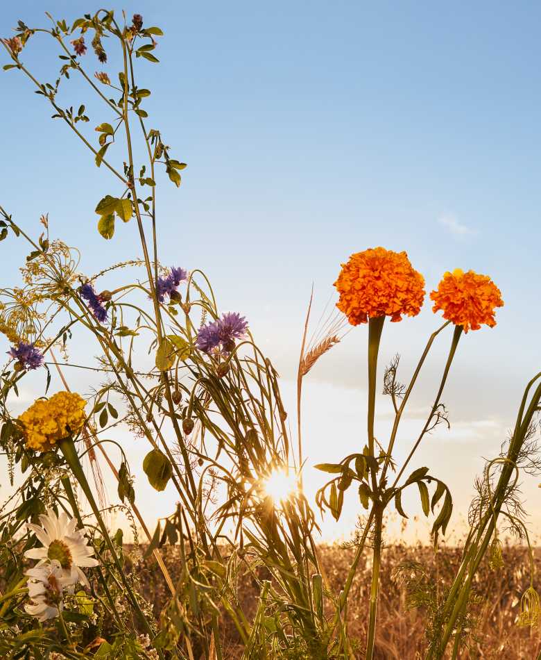 A field of colorful wildflowers including orange marigolds, purple and yellow blossoms, and green grasses, silhouetted against a setting sun that peeks through the foliage, with a clear blue sky above.