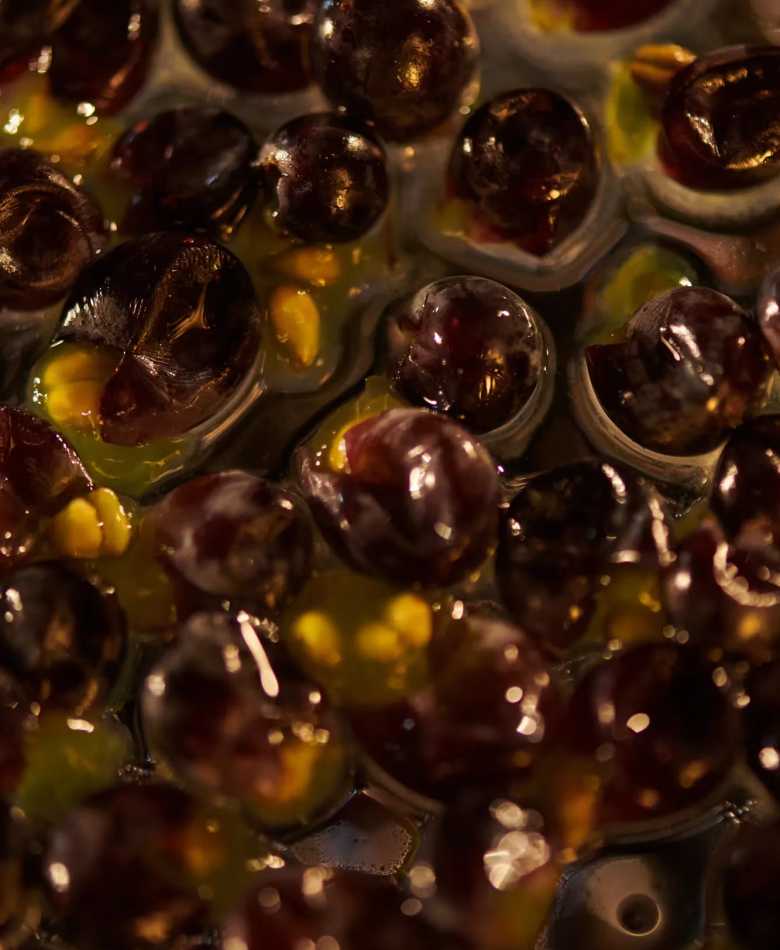 Close-up of crushed red grapes with juice, indicating a stage in the winemaking process. Viticulture, grape harvesting, fermentation ingredients, wine production. Perfect for illustrating the origin of Chandon wines and quality grape selection.