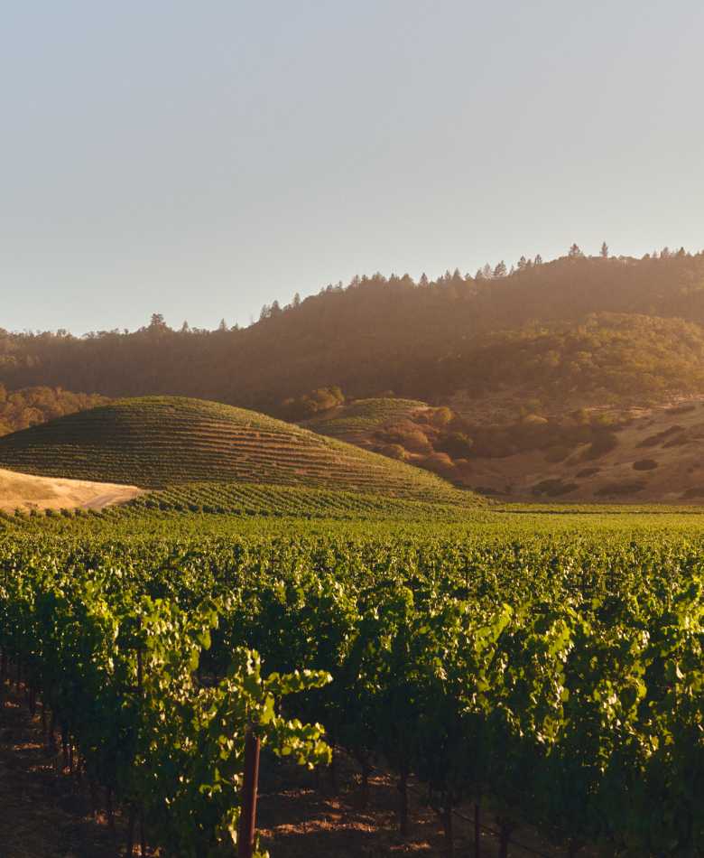 A picturesque vineyard landscape under a soft, golden light, with rows of vibrant green grapevines stretching towards rolling hills. In the background, a distinctive conical hill covered in vineyards stands out, embodying the natural beauty and terroir where CHANDON wines are cultivated.
